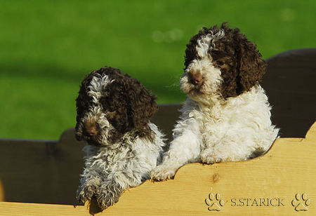 Lagotto Romagnolo Lagotti aus dem Zwinger Comes Cordis