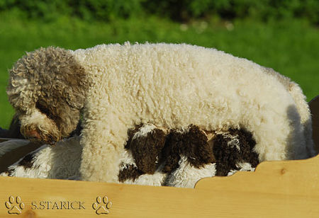 Lagotto Romagnolo Lagotti aus dem Zwinger Comes Cordis