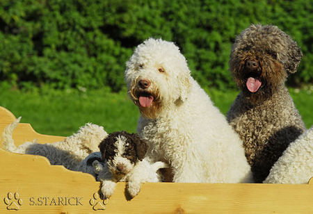 Lagotto Romagnolo Lagotti aus dem Zwinger Comes Cordis