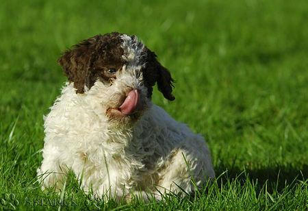 Lagotto Romagnolo Lagotti aus dem Zwinger Comes Cordis