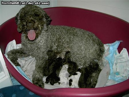 Lagotto Romagnolo Alisha amici per sempre mit ihren Welpen