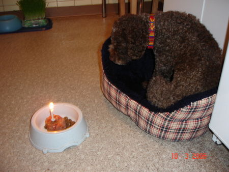 Lagotto Romagnolo Eny amici per sempre hat ihren 1. Geburtstag