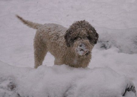 Lagotto Romagnolo Romea Emilia of Golden Comfort 