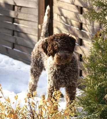 Lagotto Romagnolo Priscilla Klea of Golden Comfort