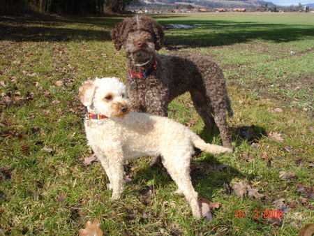 Lagotto Romagnolo Eny amici per sempre GeburtstagsSparziergang mit Lara