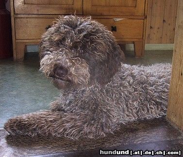 Lagotto Romagnolo Unsere wünderschöne Nachzucht Hündin ***Klea Emilia of Golden Comfort*** Schweiz