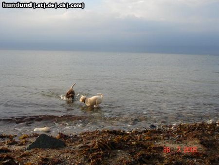 Lagotto Romagnolo Abendspaziergang