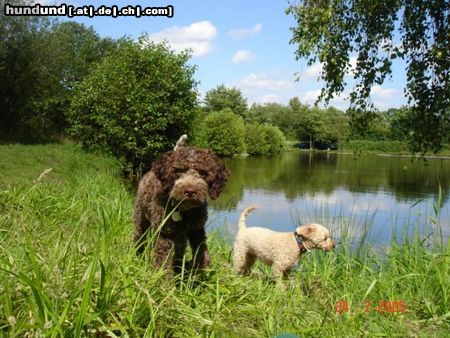 Lagotto Romagnolo spielen