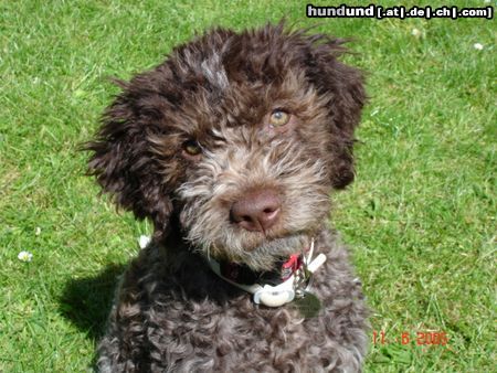 Lagotto Romagnolo Eny amici per sempre