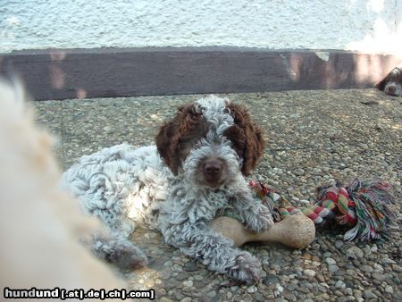 Lagotto Romagnolo Bastiano mit 8 Wochen 