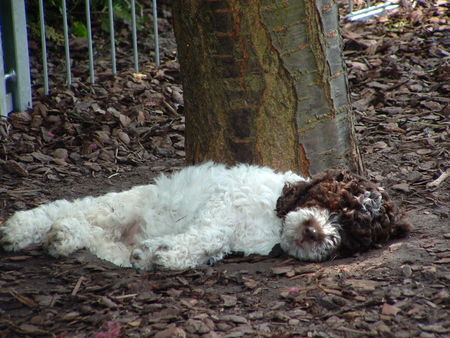 Lagotto Romagnolo Contessa Cleo v.d.Schnüffelnase