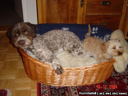 Lagotto Romagnolo Stella mit 