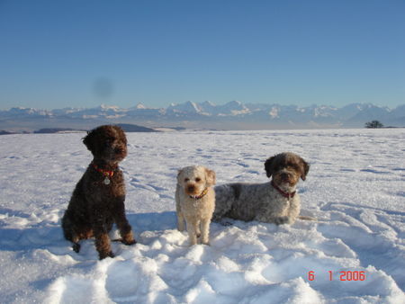 Lagotto Romagnolo Stella,Lara,Eny amici per sempre