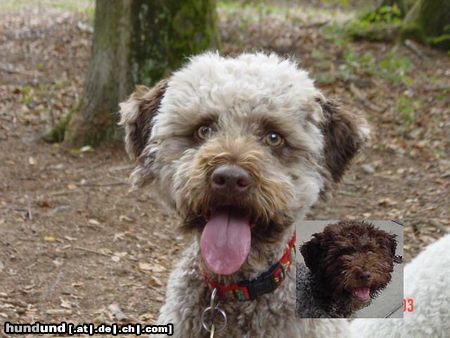 Lagotto Romagnolo Mora