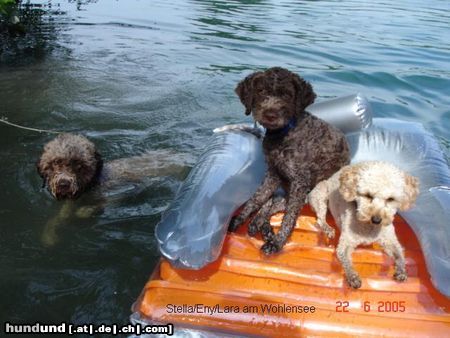 Lagotto Romagnolo