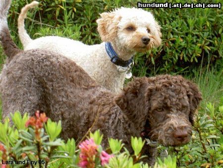 Lagotto Romagnolo Alpenrosen