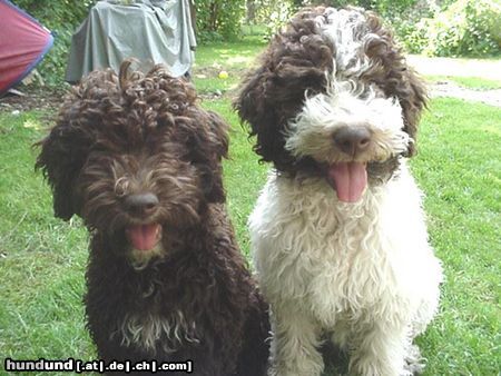 Lagotto Romagnolo Aica und Aloha