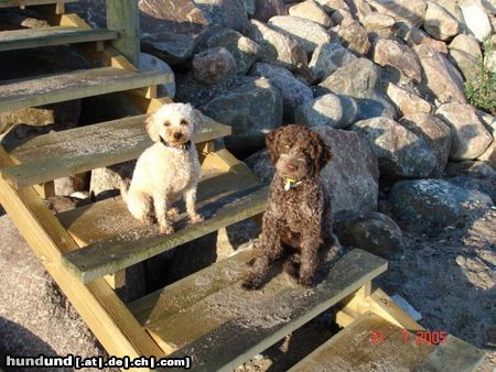 Lagotto Romagnolo Eny amici per sempre mit Zwergpudel Lara