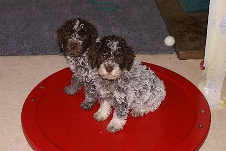 Lagotto Romagnolo Vanunjo Kleo und Vittorio Kleo of Golden Comfort 10 Wochen.