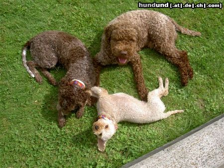 Lagotto Romagnolo spielen