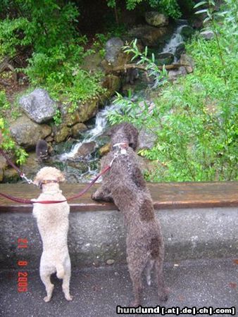 Lagotto Romagnolo wo sind die Waschbären