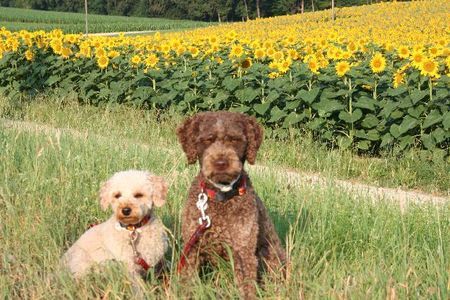 Lagotto Romagnolo Sonnenblumen