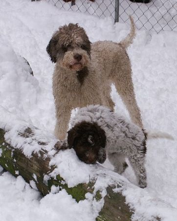 Lagotto Romagnolo Romea Emilia und Tessa Emilia