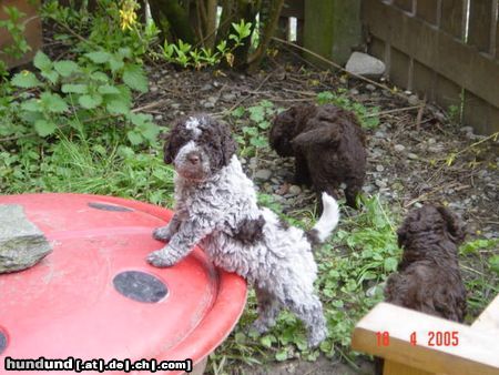 Lagotto Romagnolo