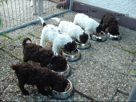 Lagotto Romagnolo Lagotto Romagnolo Zucht v.d.Schnüffelnase