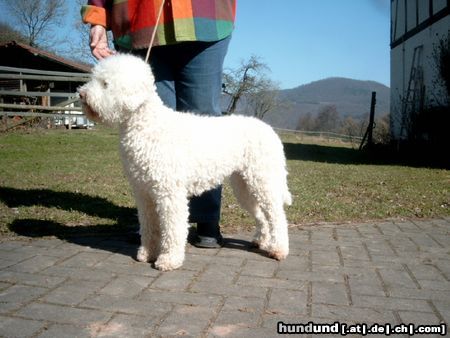 Lagotto Romagnolo