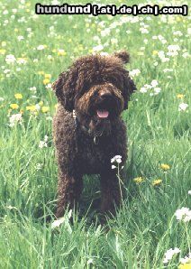 Lagotto Romagnolo Aysha v.Richcastle