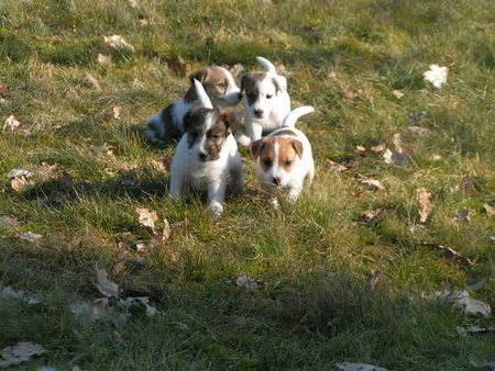 Lagotto Romagnolo Spreadbrooks Parson Russell Terrier