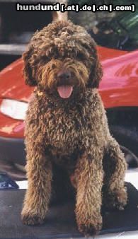 Lagotto Romagnolo Balu v. Richcastle 