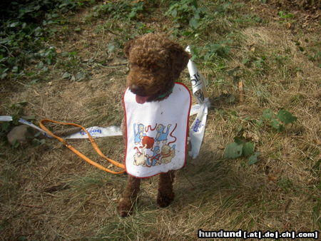 Lagotto Romagnolo Benjo am Plauschparcours