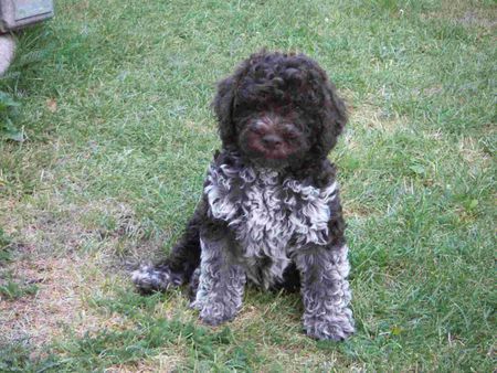 Lagotto Romagnolo Caruso v.d.Schnüffelnase