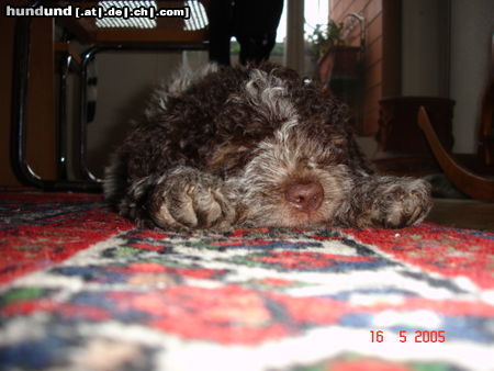 Lagotto Romagnolo müde von der langen Reise