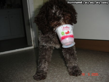 Lagotto Romagnolo mmh, so werde ich gross