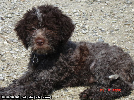 Lagotto Romagnolo Eny amici per sempre sünnele