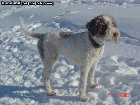 Lagotto Romagnolo Tosca