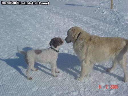 Lagotto Romagnolo Tosca