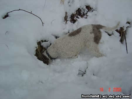 Lagotto Romagnolo Tosca