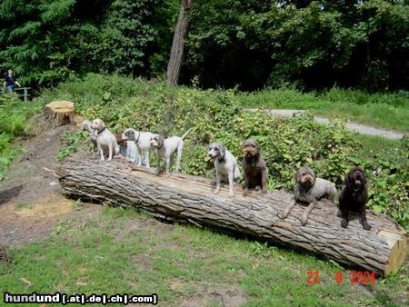 Lagotto Romagnolo Lagotto-Freunde Treffen