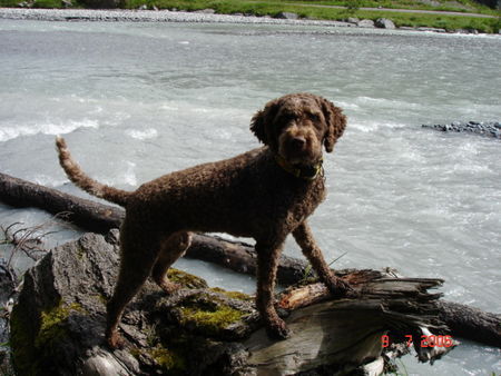 Lagotto Romagnolo Eny amici per sempre Gasterental