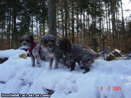 Lagotto Romagnolo lagotto Freunde Treffen