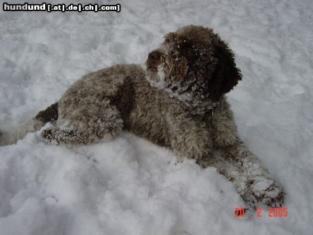 Lagotto Romagnolo