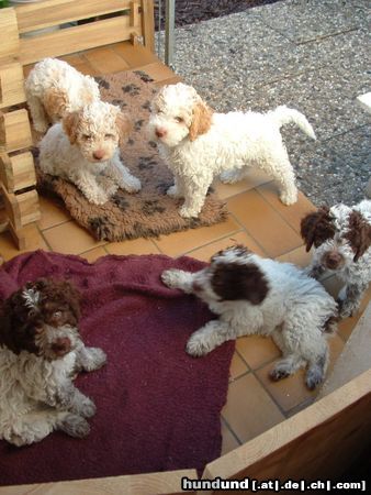 Lagotto Romagnolo Zucht