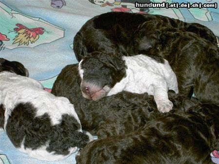 Lagotto Romagnolo Welpenknäuel