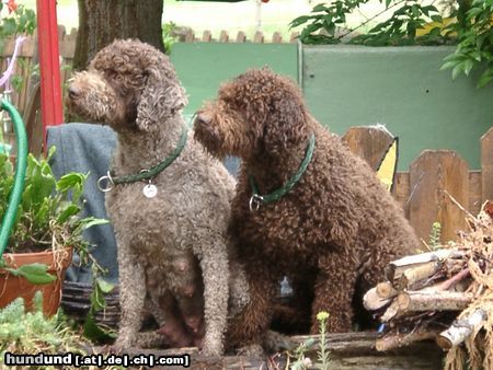 Lagotto Romagnolo Aysha v. Richcastle und Eyra del Amore a prima Vista