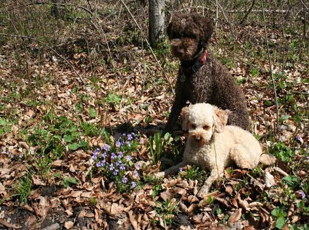 Lagotto Romagnolo Eny amici per sempre und Lara:Frühling