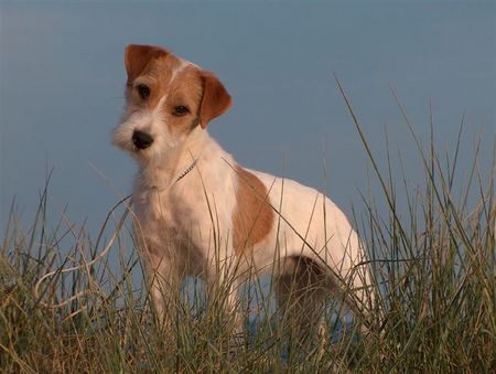 Lagotto Romagnolo Spreadbrooks Parson Russell Terrier